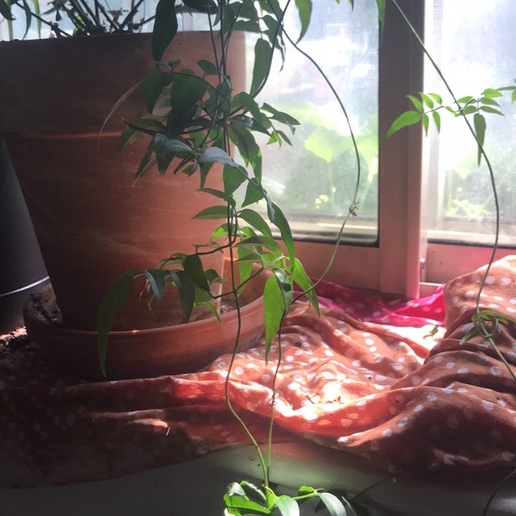 Common Jasmine - Picture 9 of 10